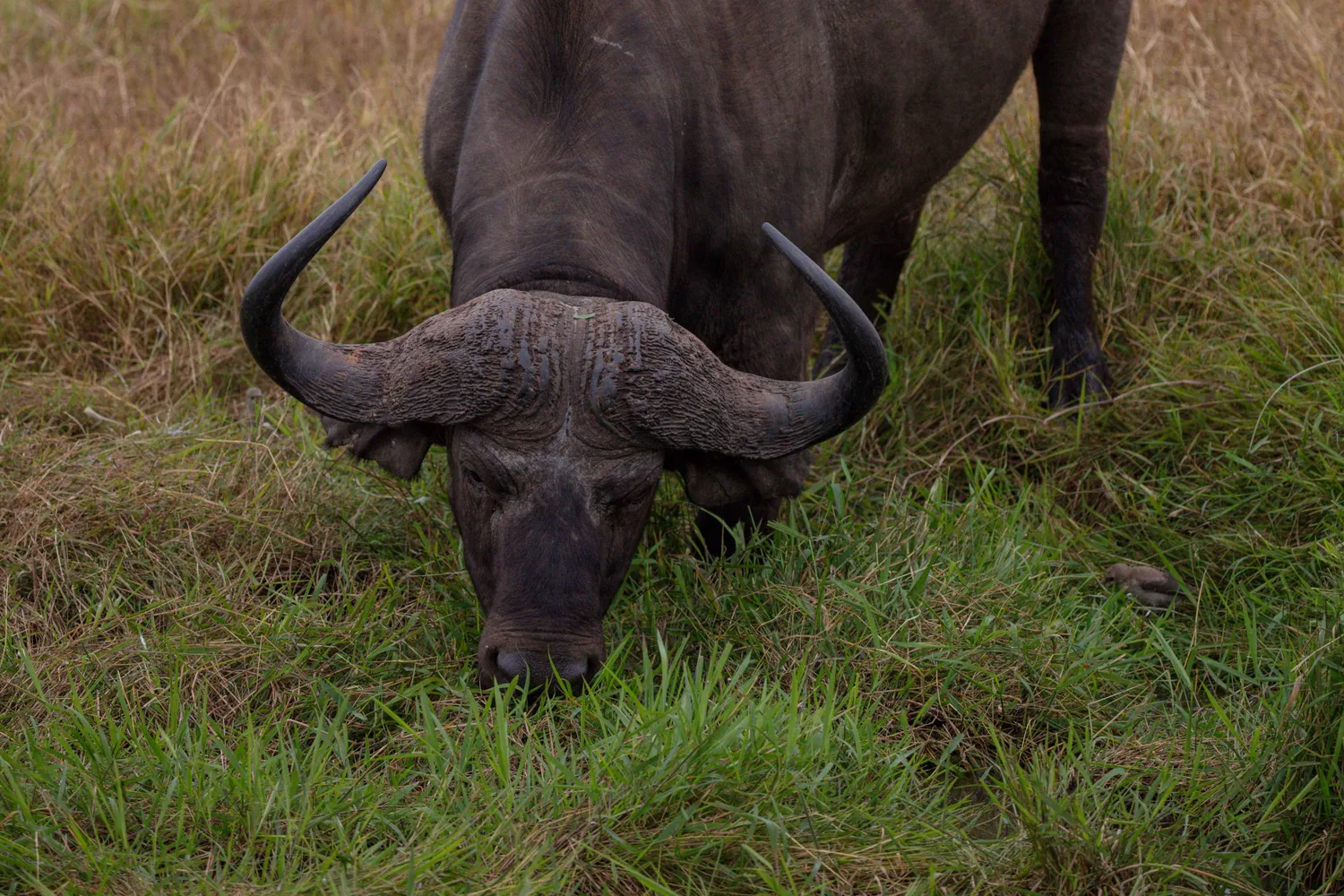 Buffalo herd at a river, Caprivi Strip