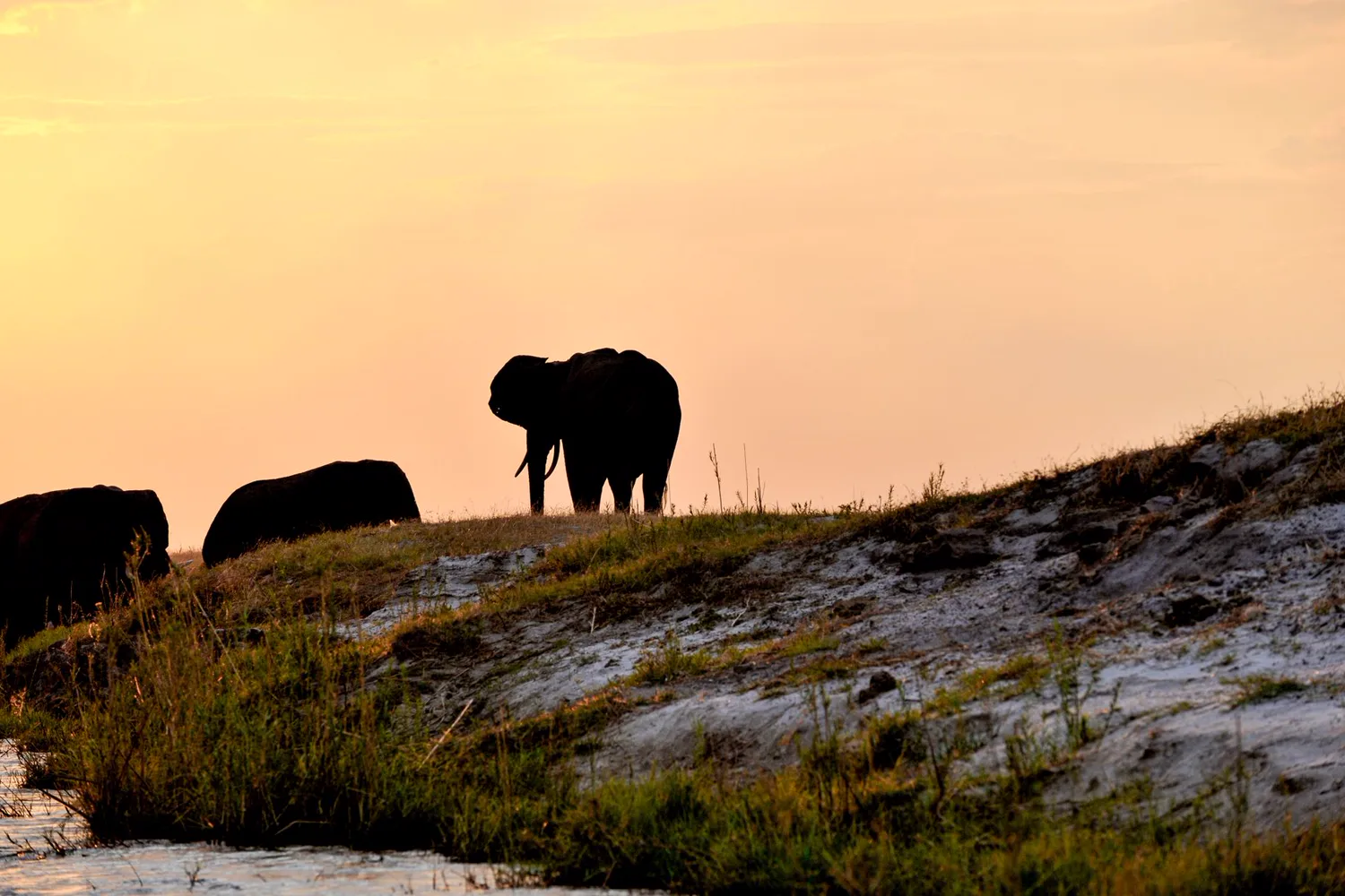Elephant herd drinking at the Chobe River, Botswana