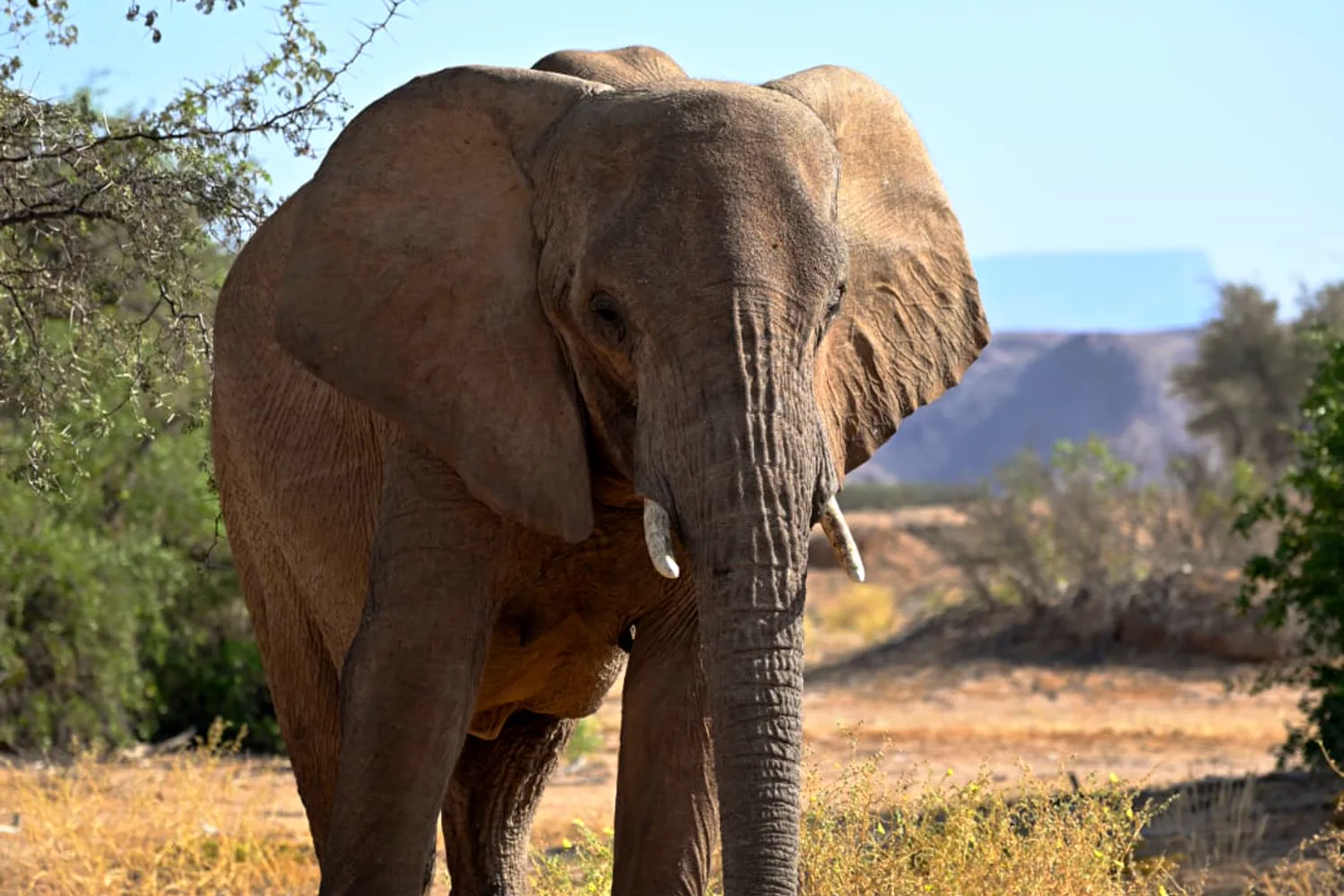 Elephant and bird at a waterhole, Etosha