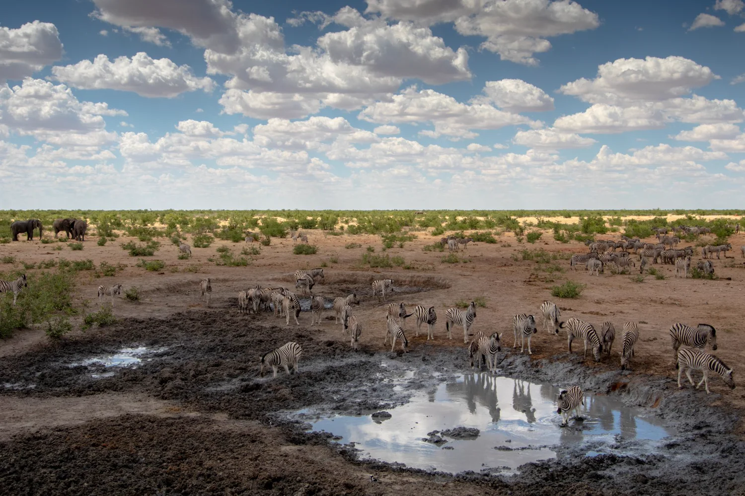 Wildlife gathered at a Namibia waterhole