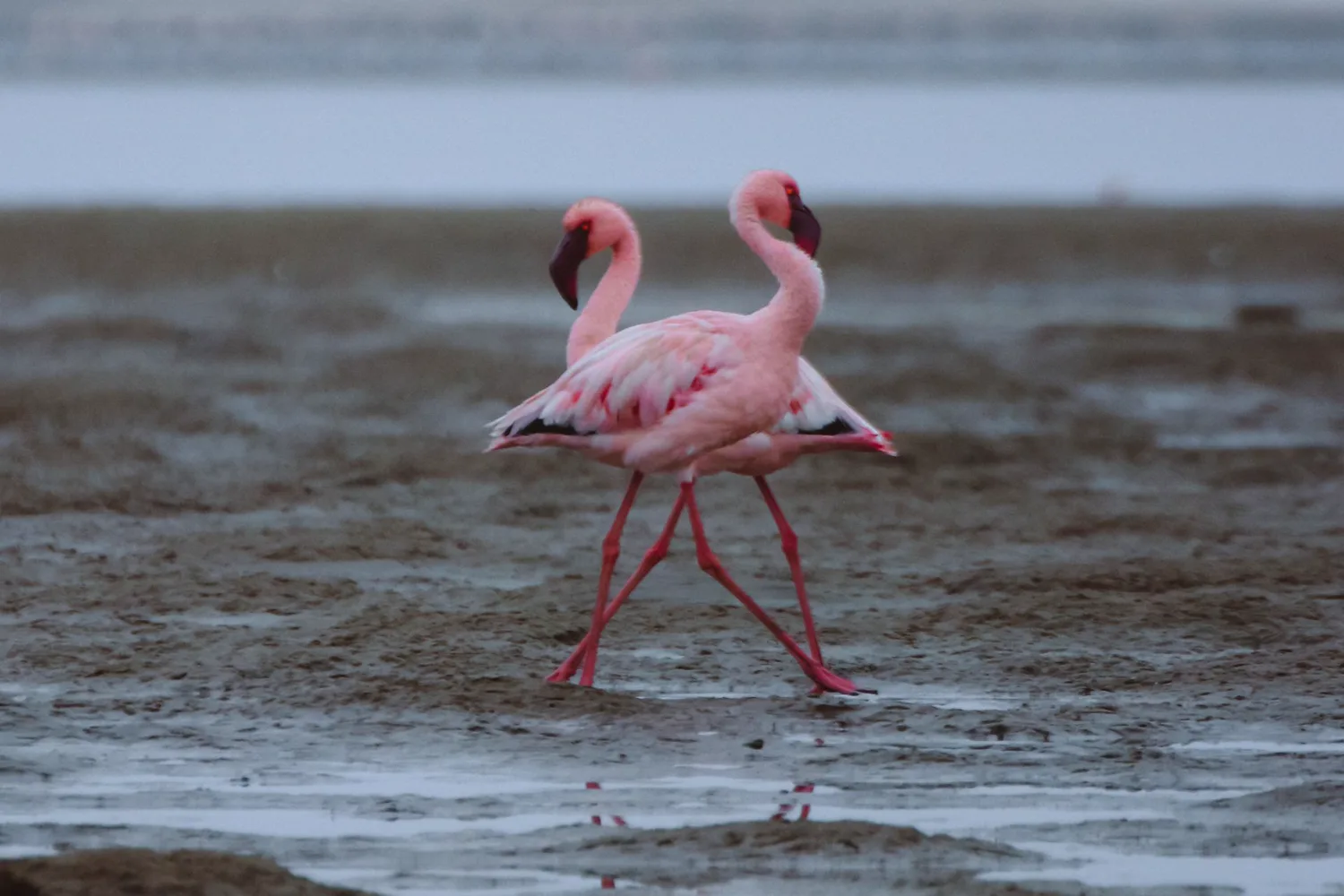Flamingos in flight, Namibian coast