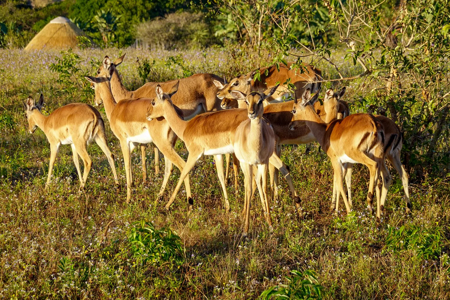 Impala herd, Etosha National Park
