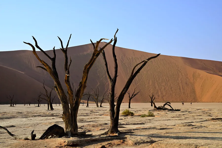 Deadvlei clay pan with dead camel-thorn trees and dune backdrop