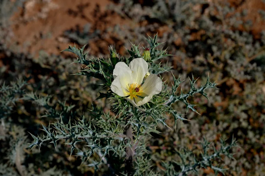 Desert wildflower blooming among the dunes