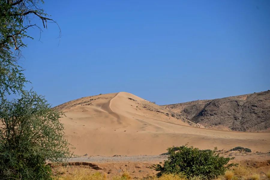 Namib dune with green desert trees