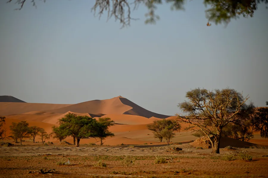 Sossusvlei dune sea with scattered acacia trees