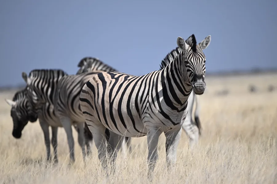Zebra portrait, Etosha National Park