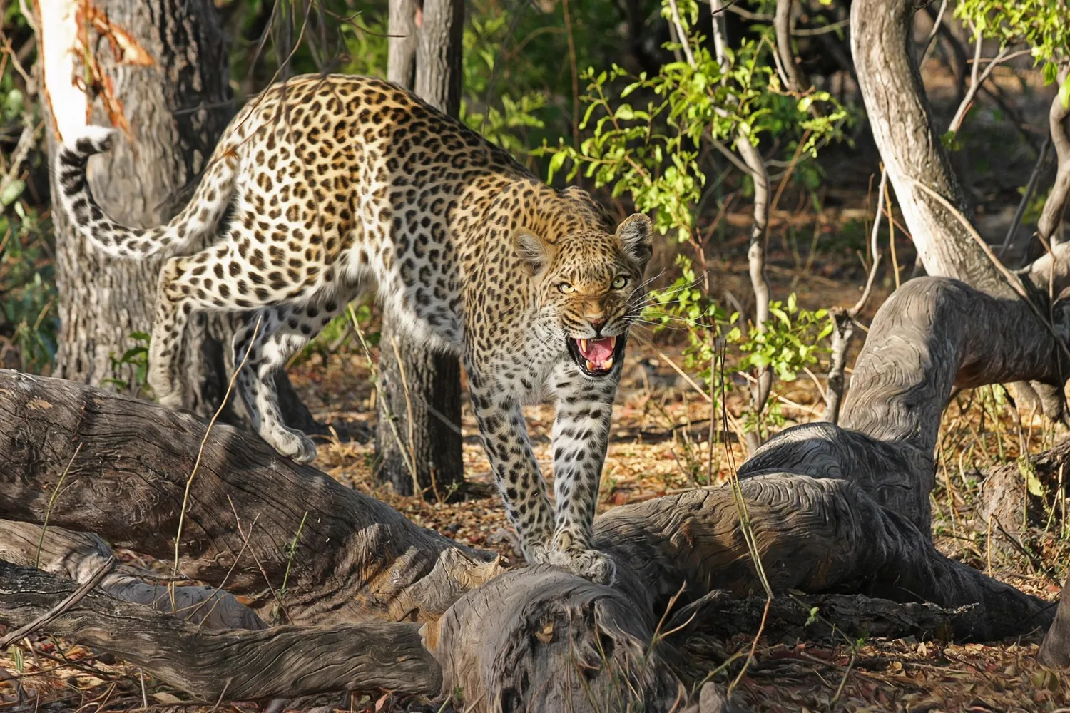Leopard in evening light, Etosha National Park