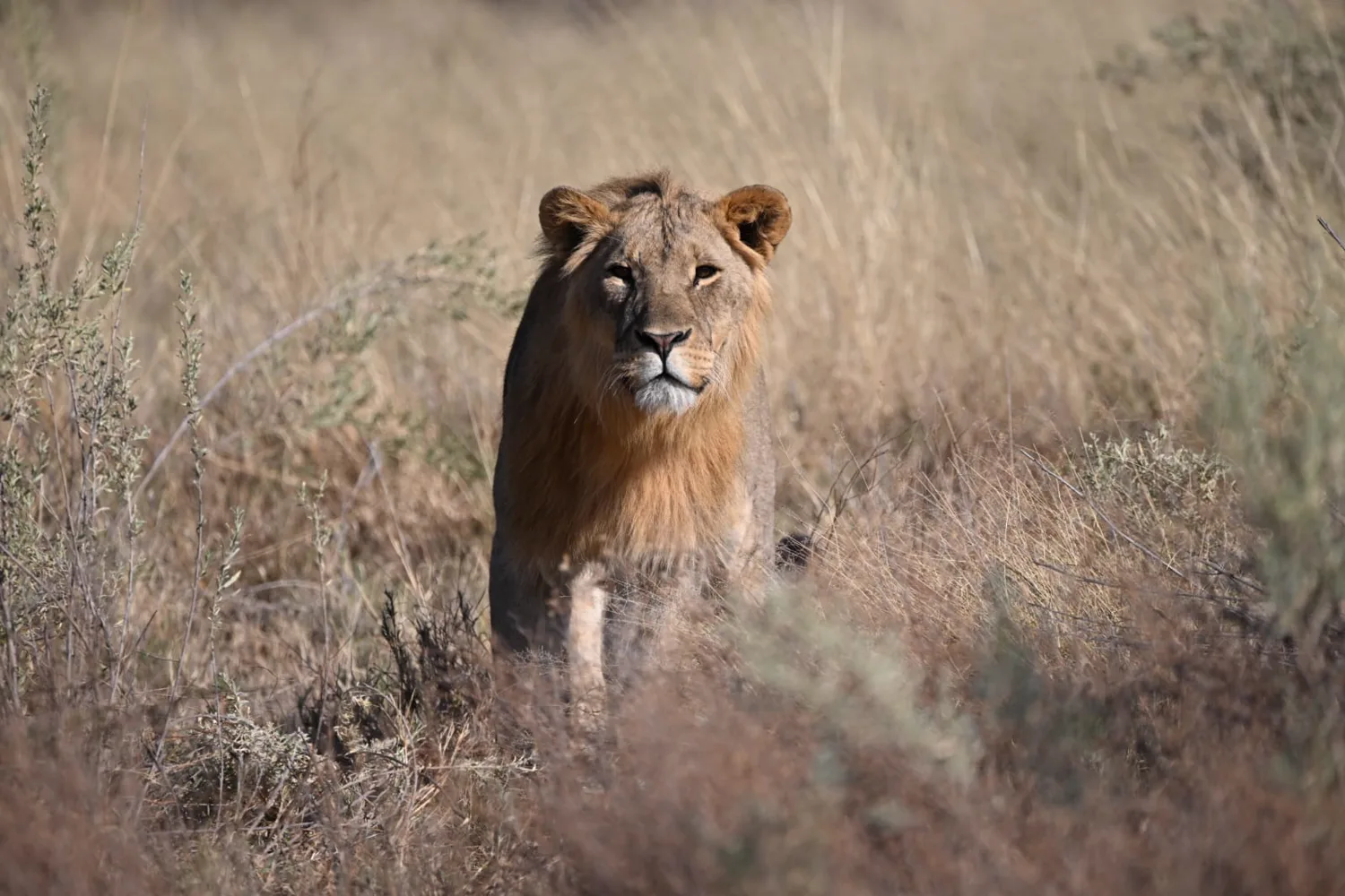 Lion pride on a game drive track, Etosha