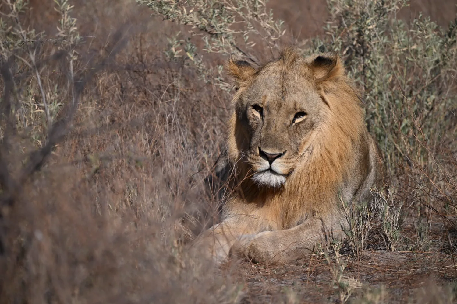 Lion pride on a game drive track, Etosha