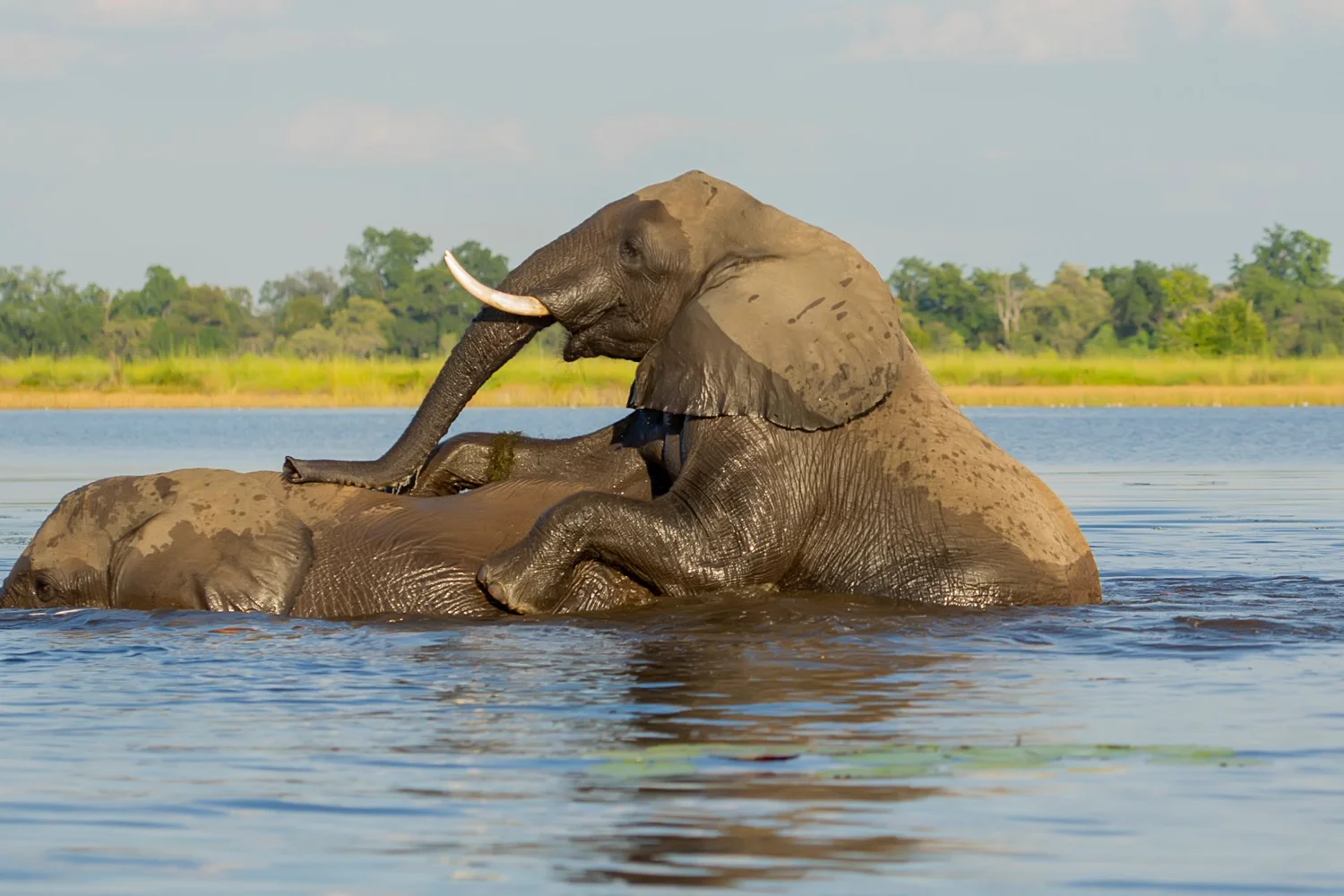 Riverside landscape, Caprivi Strip, Namibia