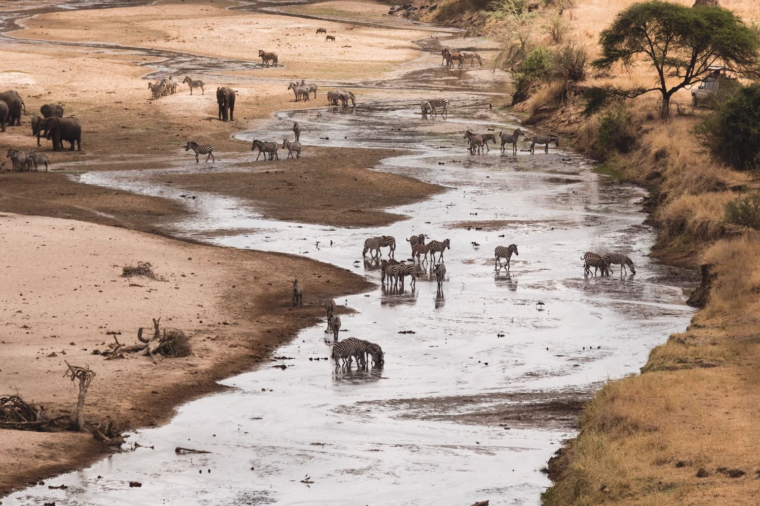 Wildebeest herd, Namibia